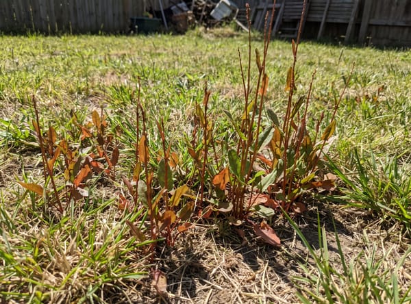 Red Sorrel growing in a lawn