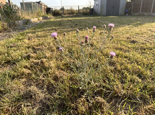 Russian Knapweed growing in a lawn