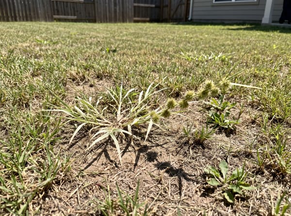 Sandbur growing in a lawn