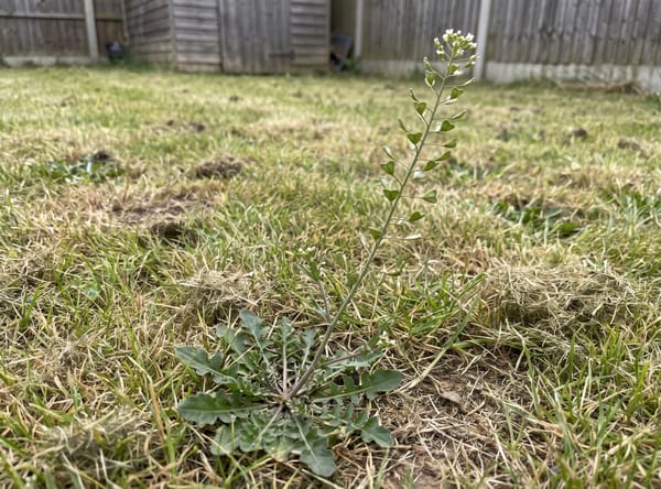 Shepherd's Purse growing in a lawn