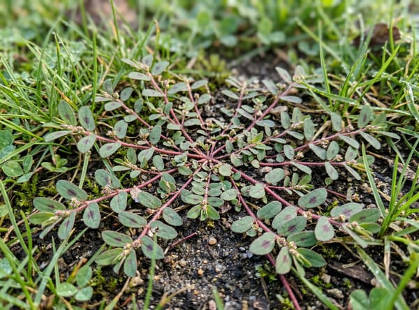 Spurge before treatment
