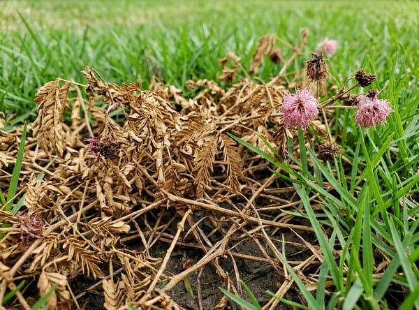 Sunshine Mimosa after Salacia treatment