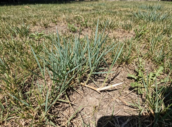 Torpedograss growing in a lawn