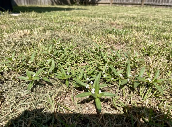 Virginia Buttonweed growing in a lawn