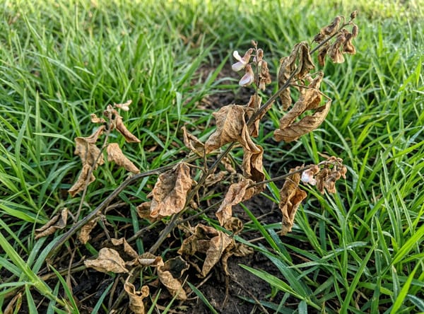 White Moneywort after Salacia treatment