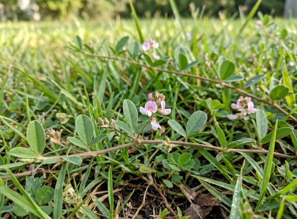 White Moneywort before treatment