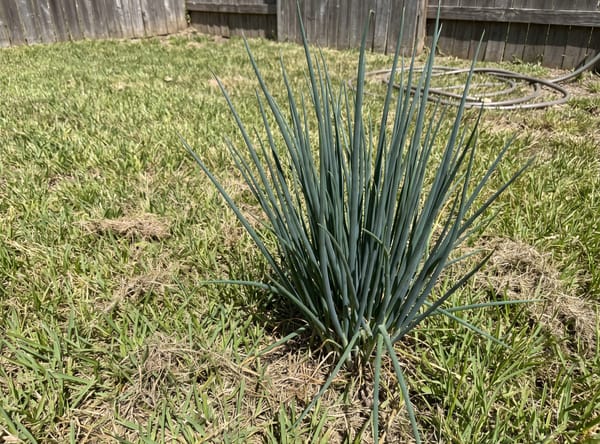 Wild Onion growing in a lawn