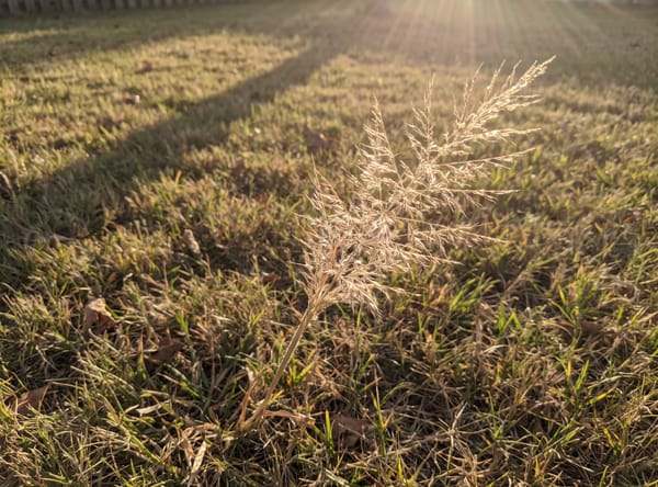 Witchgrass growing in a lawn