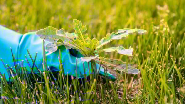 How to Kill Weeds Organically Without Killing Grass