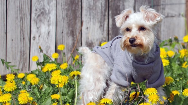 Is Organic Weed Killer Safe for Pets? What You Need to Know
