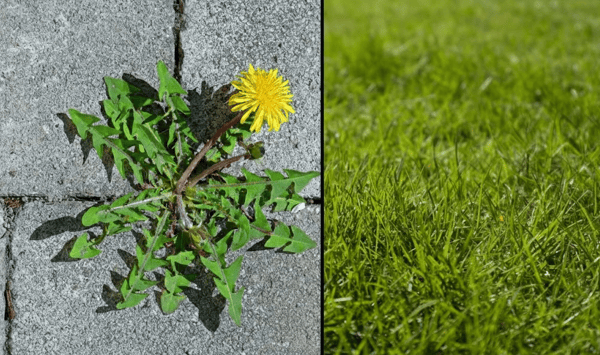 Selective vs. Non-Selective Herbicide: What If You Didn't Have to Choose?