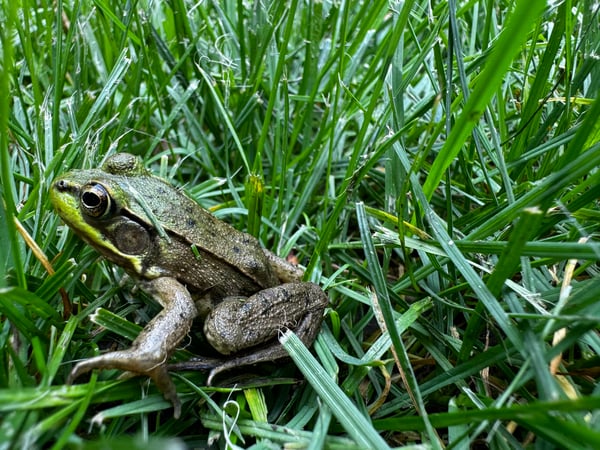 The Hidden Costs of Synthetic Herbicides: Protecting Your Lawn, Family, and the Environment