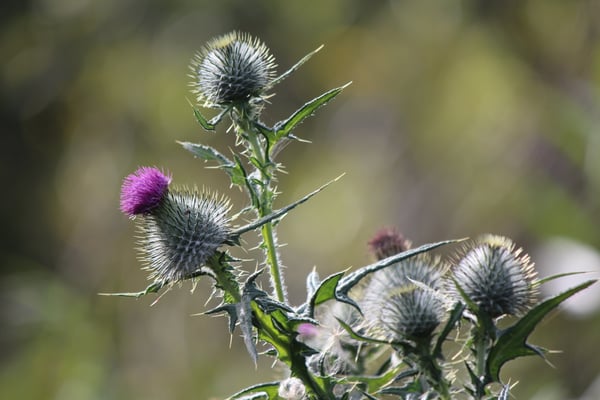 Thistle Troubles: Taming the Danger of Sharp Spikes