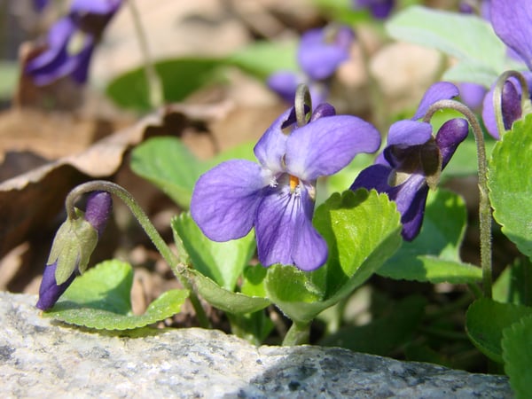 Purple Weeds: How to Identify and Kill Wild Violet, Ground Ivy, Henbit & Purple Deadnettle