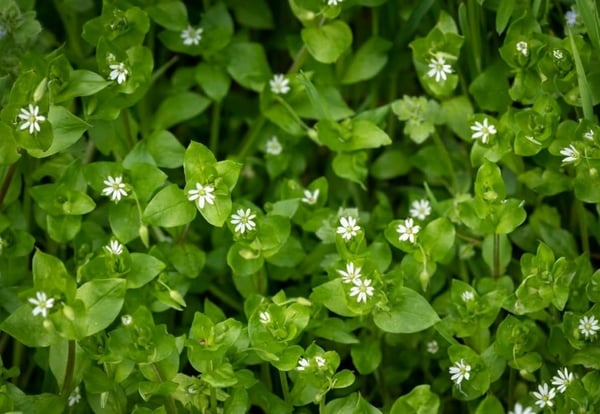 How to Kill Chickweed Without Killing Grass