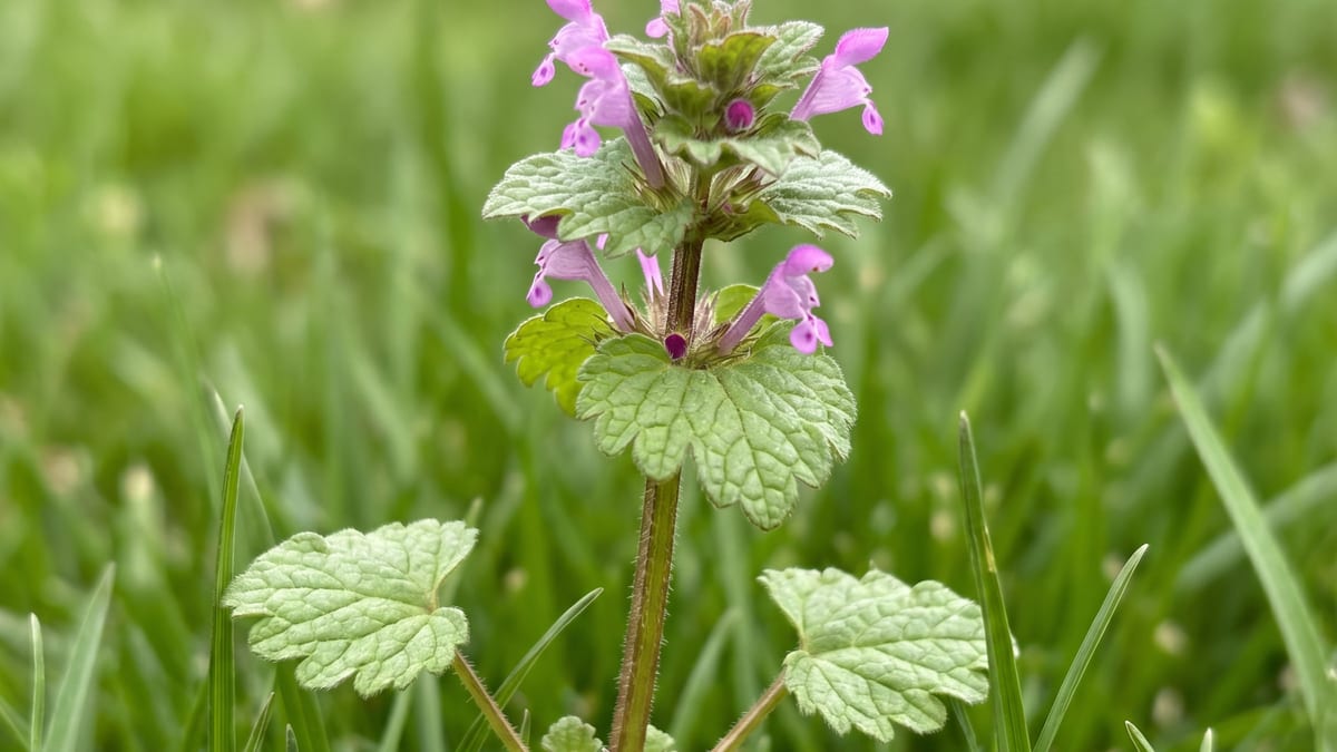 Henbit weed with square stems, scalloped clasping leaves and pink-purple tubular flowers standing in a green lawn