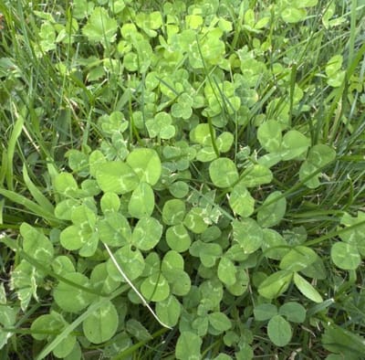 Clover infestation before organic weed killer