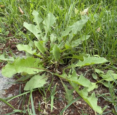 Dandelion before organic selective herbicide treatment