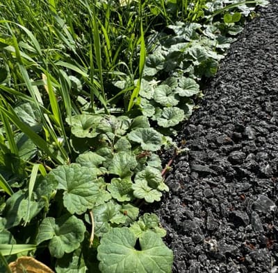 Ground ivy creeping charlie in lawn before Salacia selective herbicide