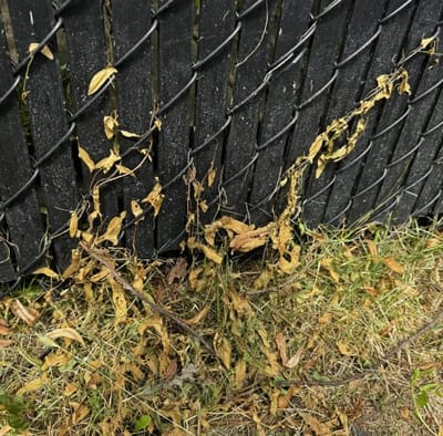 Field bindweed top growth knocked back after Salacia