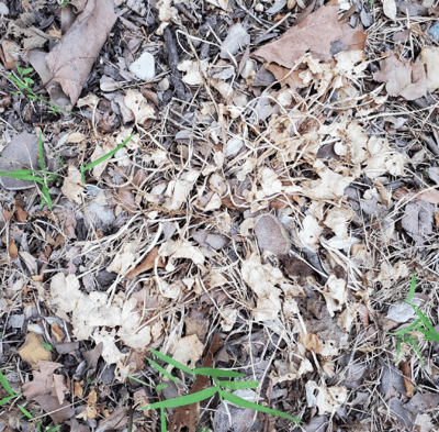 Lesser celandine knocked back after Salacia