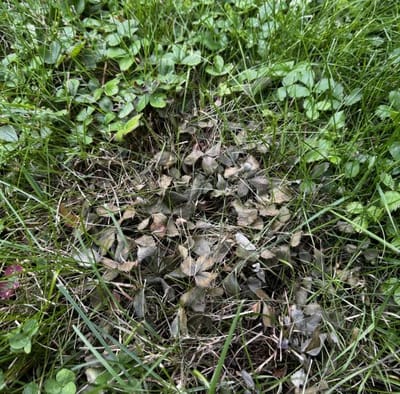 Wild strawberry cleared after Salacia