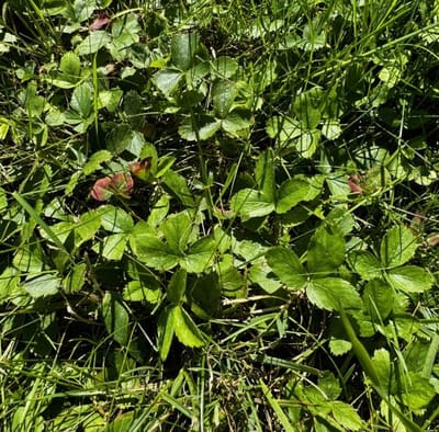 Wild strawberry patch before treatment