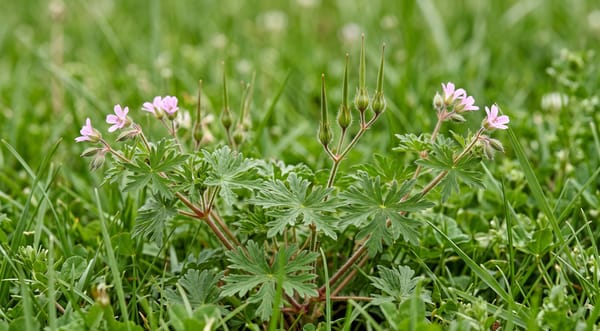 Carolina geranium in a lawn with deeply cut leaves, reddish wiry stems, pink flowers and pointed beaked seed pods