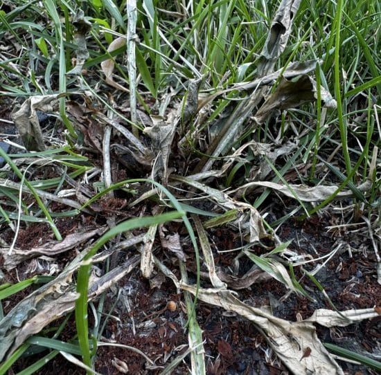 Dandelion after treatment with Salacia - complete kill