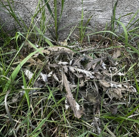 Thistle collapsed after a targeted Salacia drenching