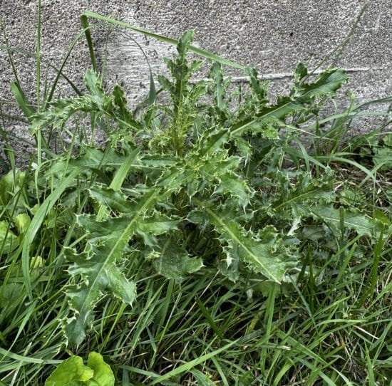 Spiny thistle established in open ground before treatment