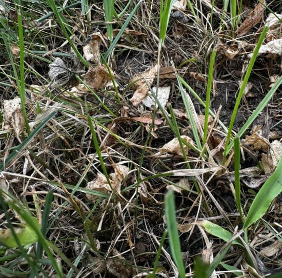 Wild violet gone with lawn grass left standing after Salacia
