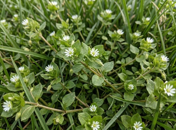 Common chickweed forming a sprawling mat in turf with small white star-shaped flowers