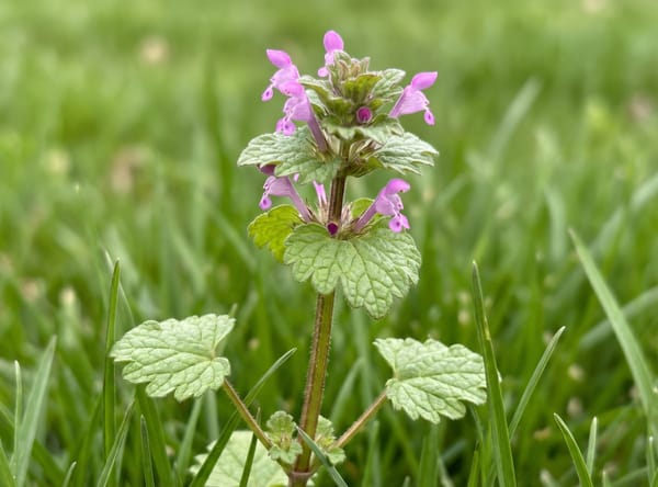 Henbit growing in a lawn, showing square stems, scalloped clasping leaves and pink-purple tubular flowers