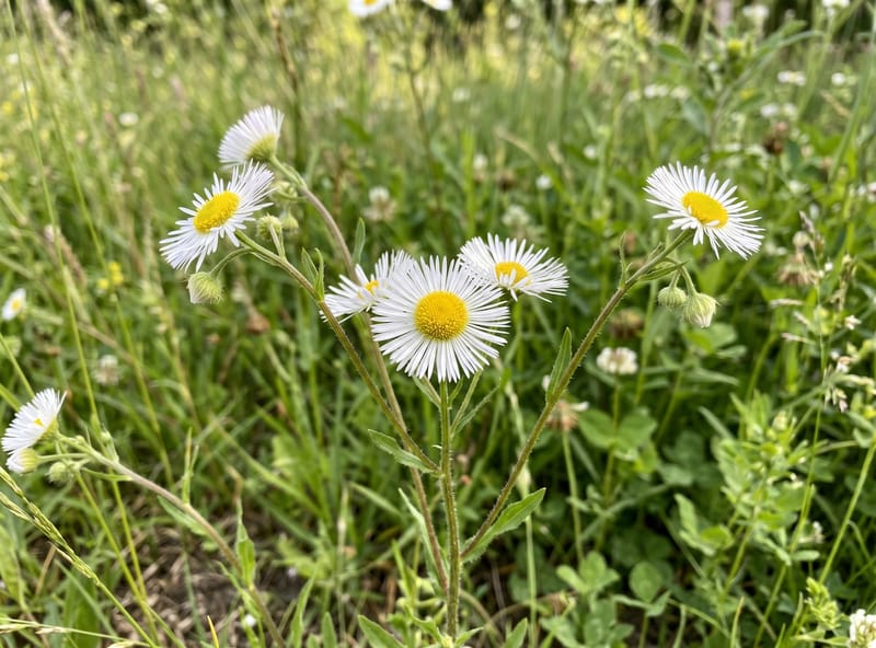 Daisy fleabane with small daisy-like flowers with a yellow center and dozens of thread-thin white rays on tall branched stems