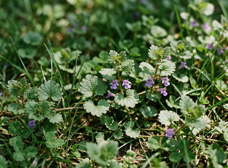 Ground ivy creeping charlie with scalloped kidney-shaped leaves and purple flowers