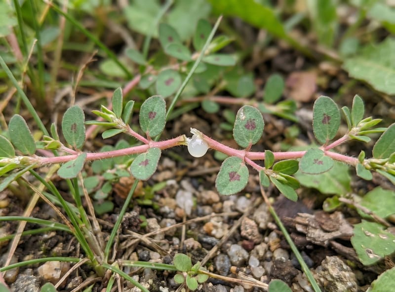 Close-up of spotted spurge showing pinkish stems, paired oval leaves with a red center spot, and milky white sap
