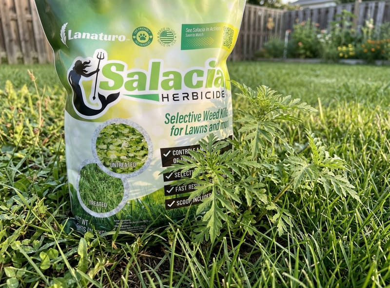 Salacia bag on lawn with ragweed plants visible — organic ragweed treatment