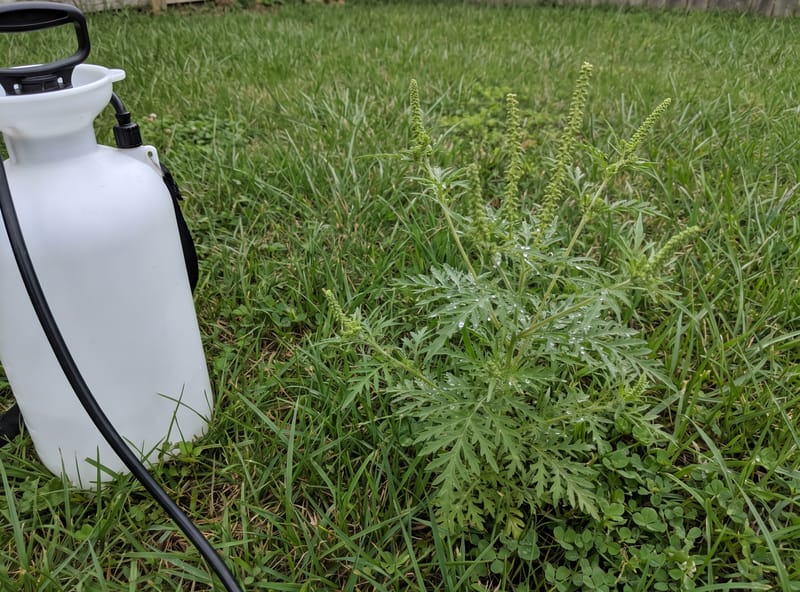 Pump sprayer drenching ragweed plants in lawn for organic treatment