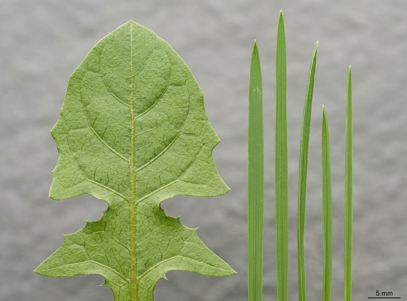 Broadleaf weed leaf vs grass blade at macro level — structural difference enabling selective herbicide action