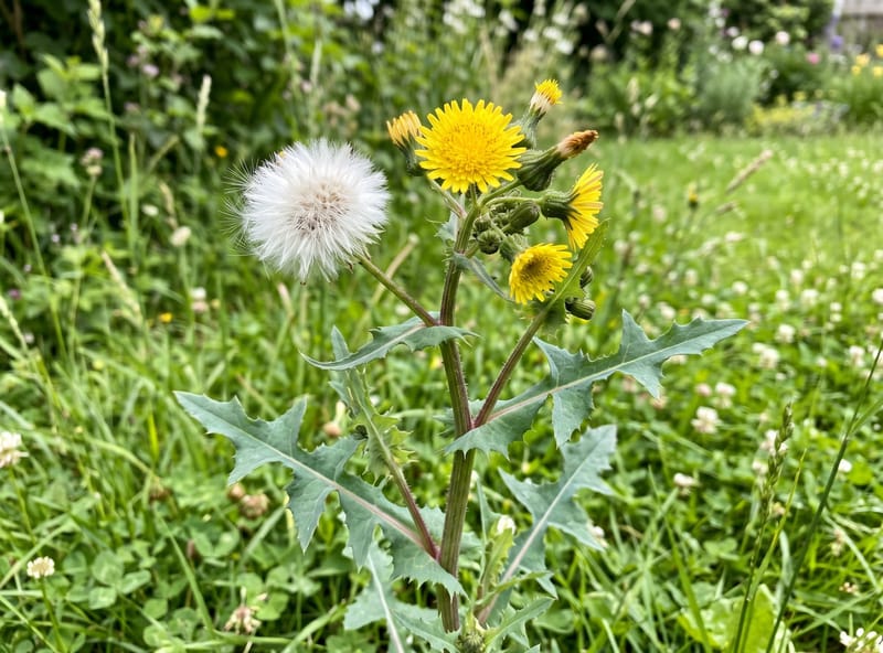 Annual sow thistle with tall branched stem, bluish lobed leaves clasping the stem, and small yellow dandelion-like flower heads