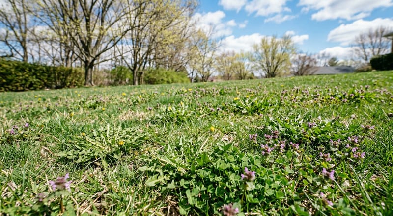 Spring lawn with emerging broadleaf weeds — dandelions, clover, henbit — the critical early treatment window