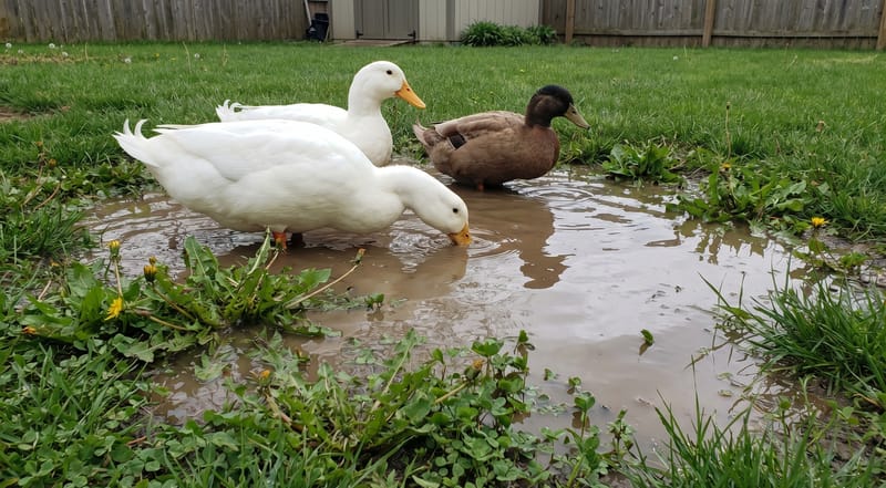 Backyard ducks wading through a puddle on a lawn — a primary exposure route for herbicide runoff in waterfowl
