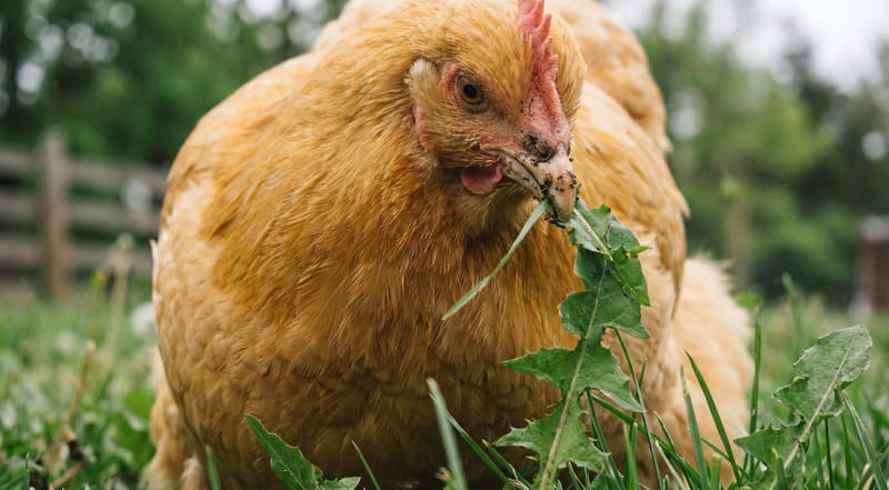 A hen foraging close-up, pecking at weeds and grass in a backyard