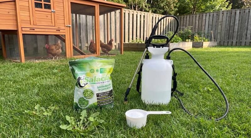 Backyard weed control setup near a chicken coop — opened Salacia bag, pump sprayer with wand, and measuring scoop on grass with hens watching through wire mesh
