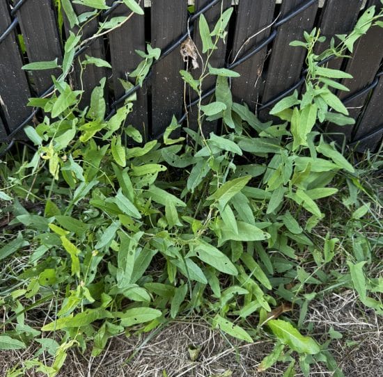 Field bindweed with white-to-pink funnel-shaped flowers and arrowhead leaves twining through a lawn