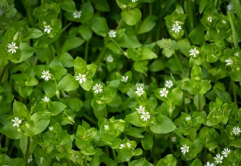 Common chickweed with tiny white star-shaped flowers and small oval leaves forming a low mat