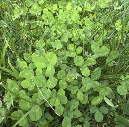 White clover with round white flower heads and three-leaflet leaves spreading across a green lawn