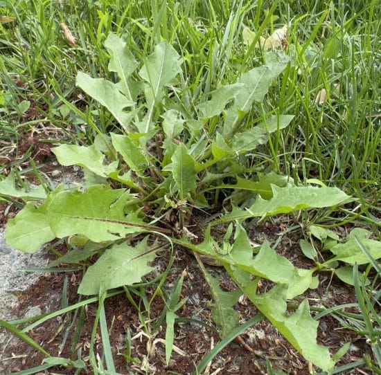 Dandelion before Salacia treatment — full rosette with taproot intact