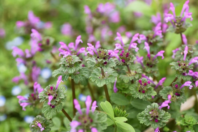 Henbit weed with pink-purple tubular flowers and square stems in lawn